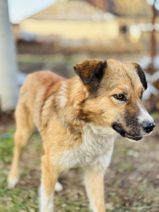 Бирочка ищет семью. Добрая собака