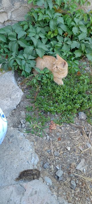 Котята: котик и кошечка