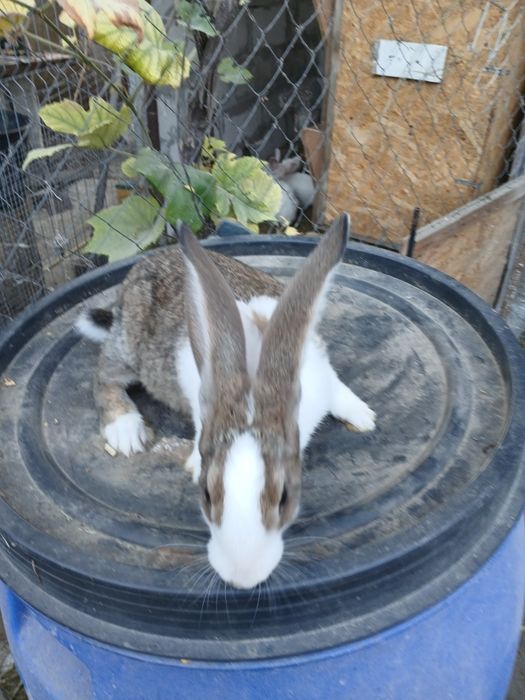 Vînd iepuri hycole francez