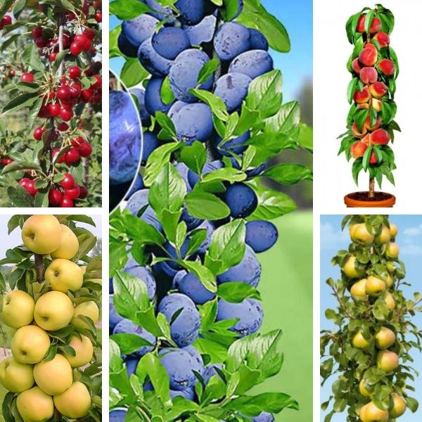 Pomi fructiferi columnari diferiti ani de vegetatie