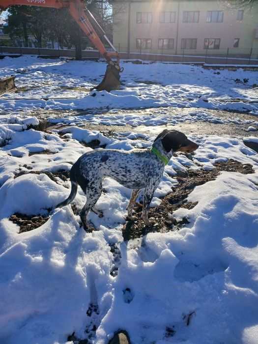 Куче ловна порода търси нов дом