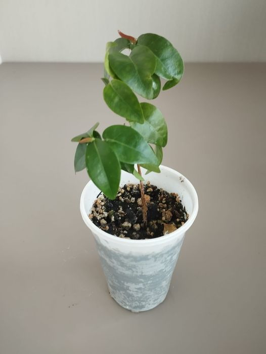 Комнатная вишня Евгения