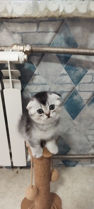 Шотландцы вислоушки