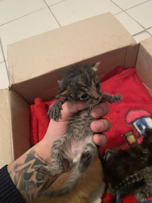 Котенки вислоухие