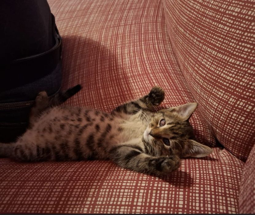 Adoptie pisoiasi