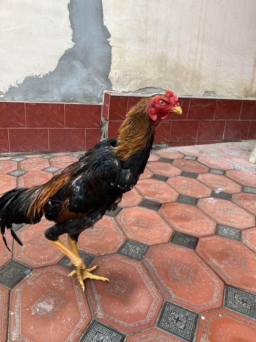 Дакан Зоти Карис!