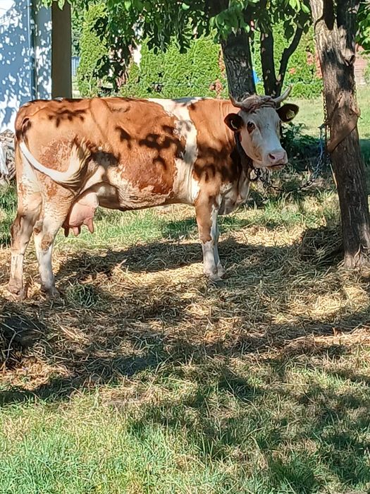 Vând doua vaci cu lapte
