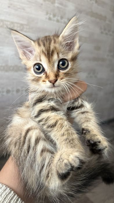 Кошечка 2 месяца