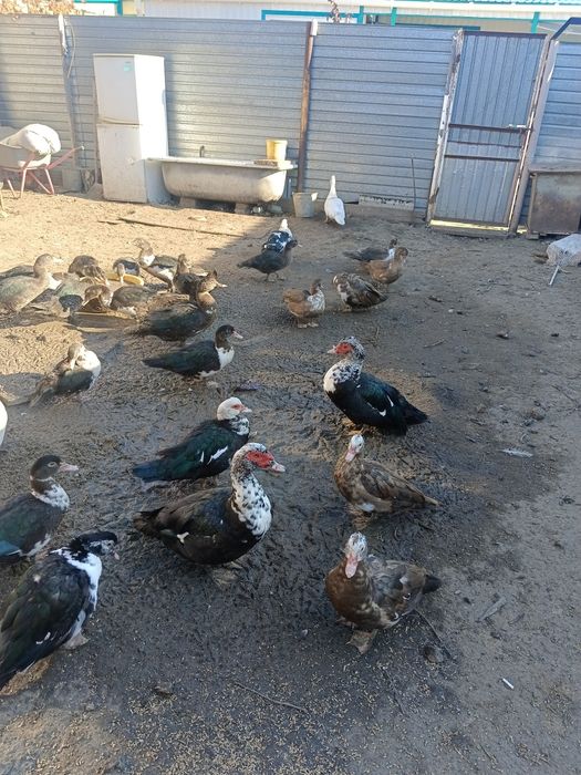 Продам индоуток.