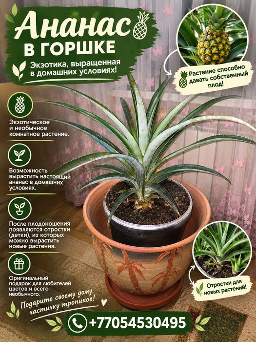 Продам ананас в горшке