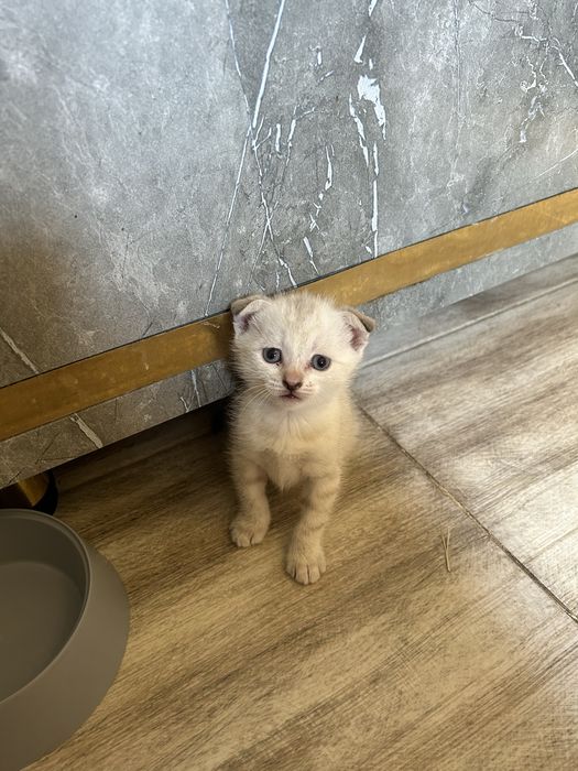 Котенок вислоушка