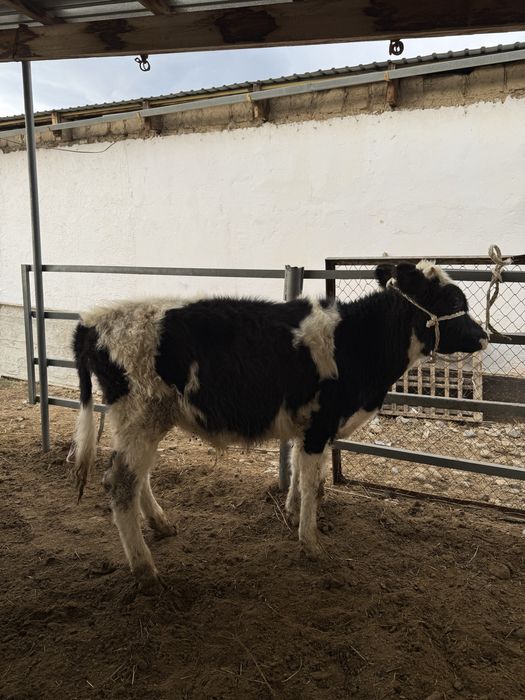 Бычки продаетсяя