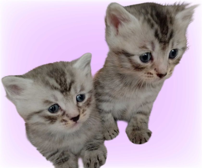 Продам Шотландских Котят