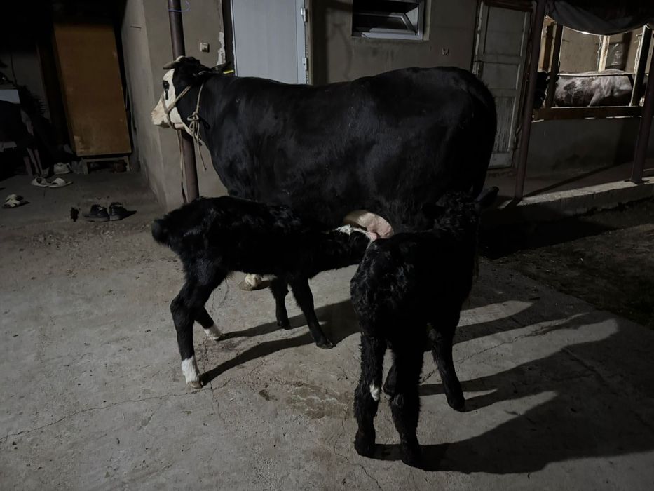 Осы сиыр сатылады