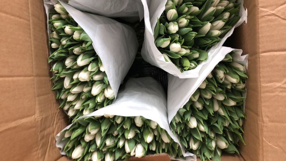 Крупные тюльпаны от 450тг