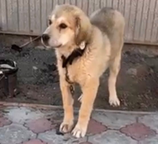 Продантся щенок Алабай