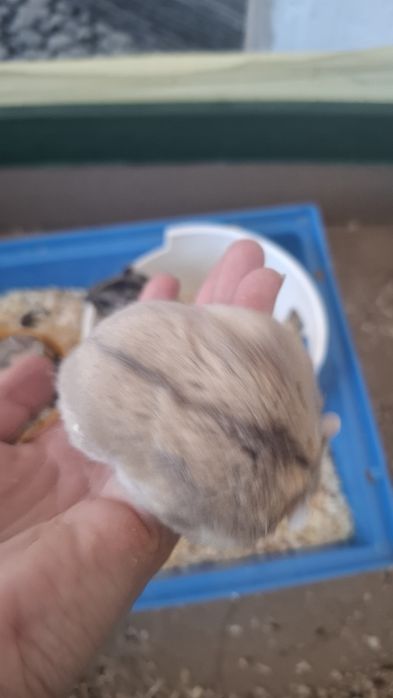 Donez hamsteri pitici