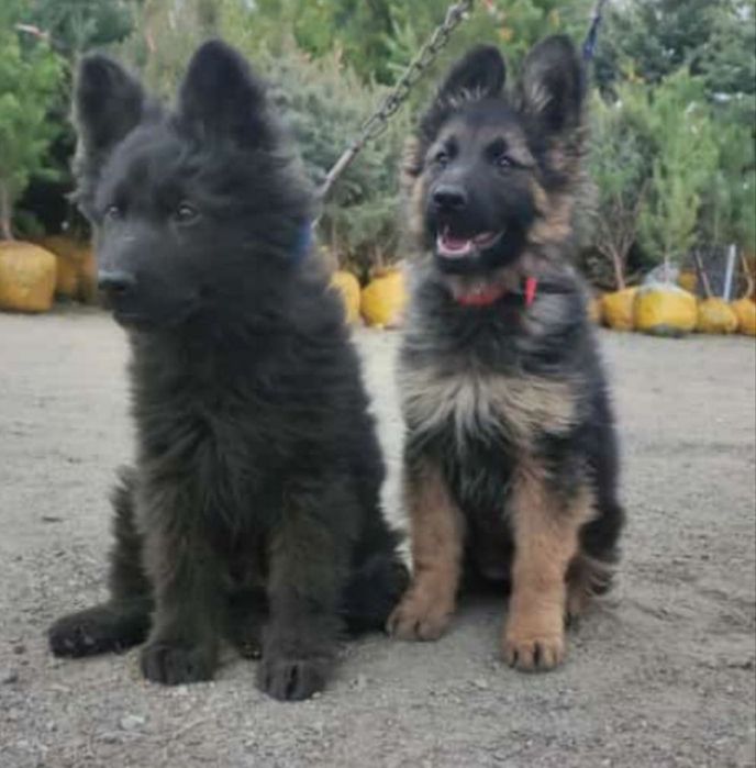 Вязка немецкой овчарки