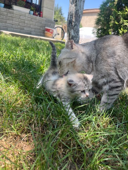 Шотландский котенок