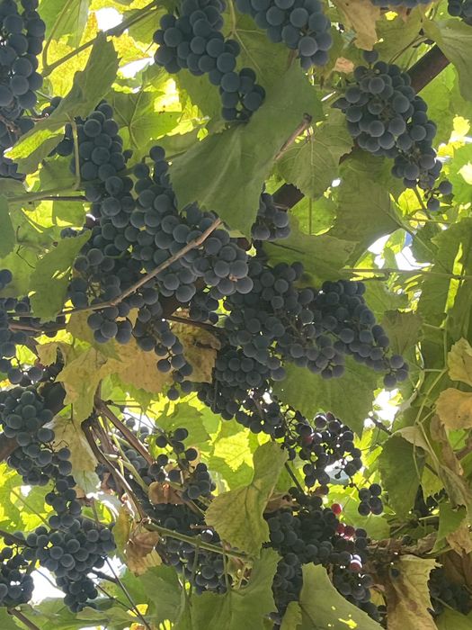 Продам виноград винный сорт Изабелла