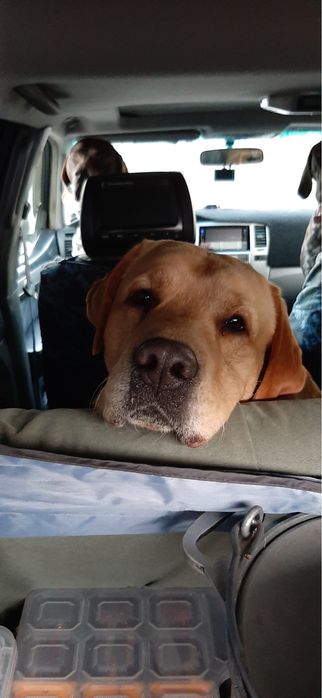 Кобель лабрадор на вязку