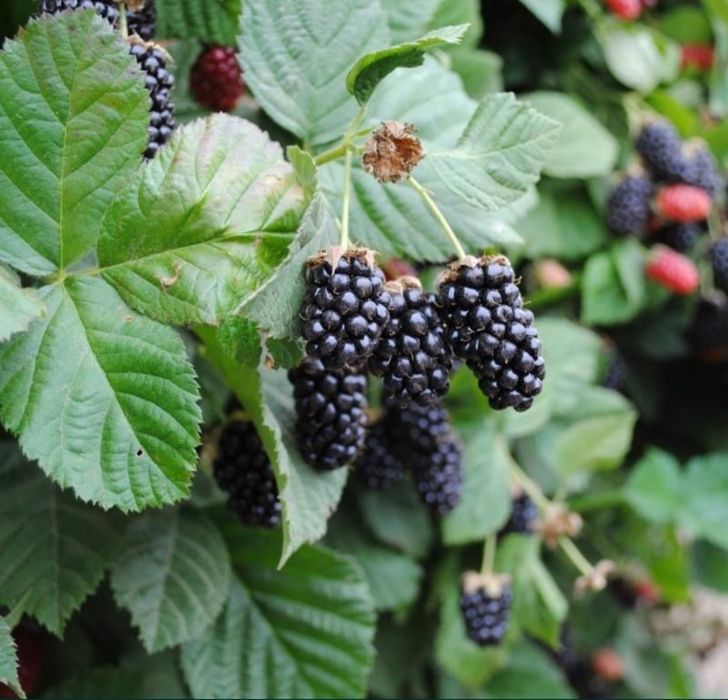 Куст чёрной ежемалины