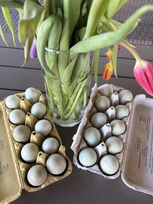 Oua verzi-albastrui de incubat