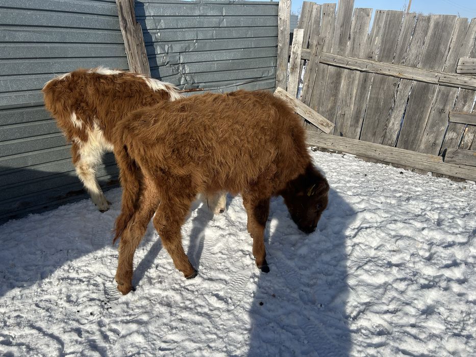 Бұзау сатылады. Продаю телят