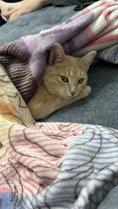 Кошка добрые руки бесплатно