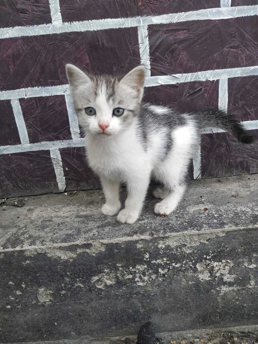 Отдам Котят бесплатно