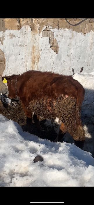 Ұрғашы тайынша сатылады 1 жасар