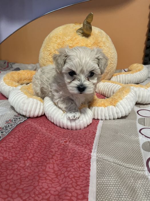 Bichon maltez toy