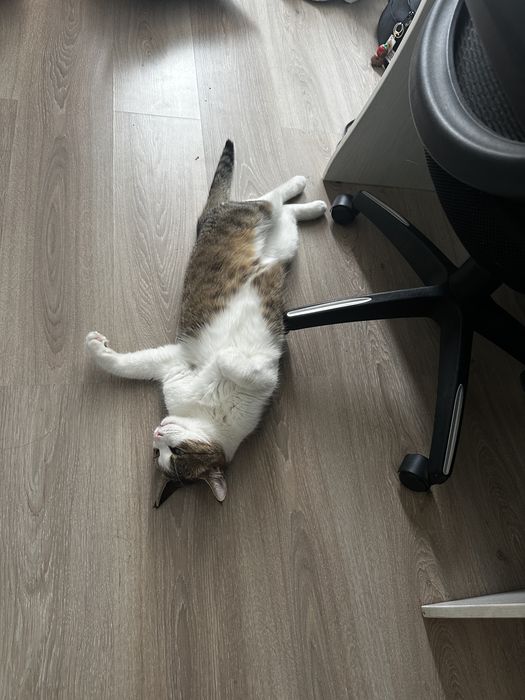 Отдам кота в добрые руки бесплатно