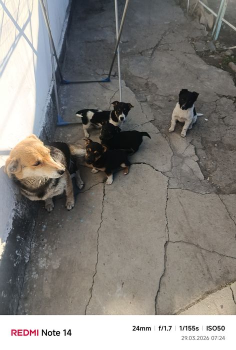 Отдам в хорошие руки