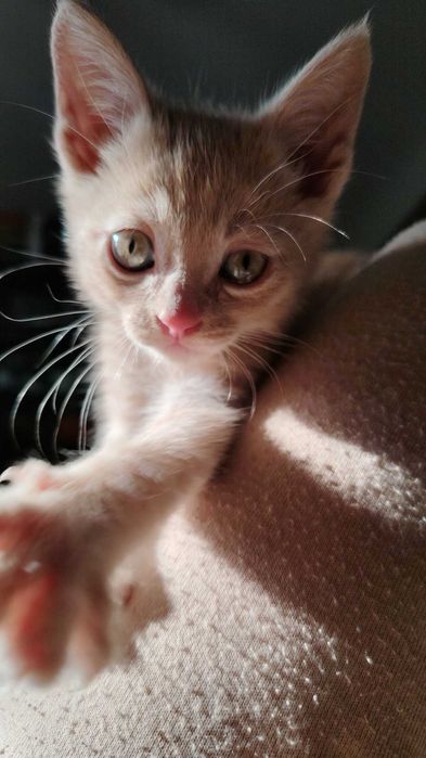 Отдам котёнка в добрые руки