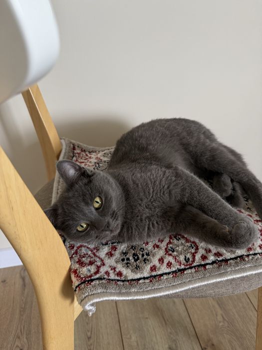 Котенок в добрые руки