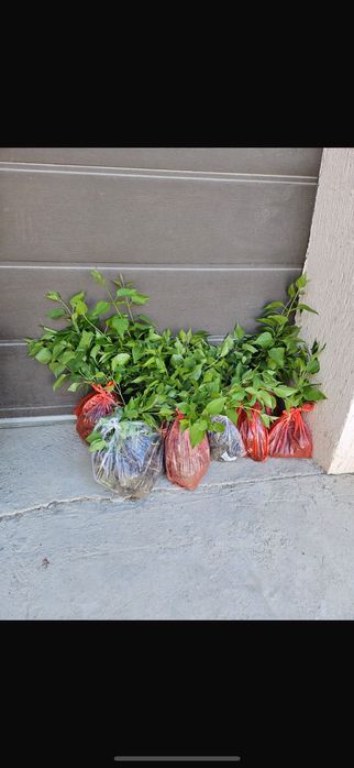 Продаю саженцы разные
