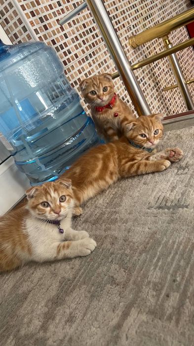 Продаю домашних котят