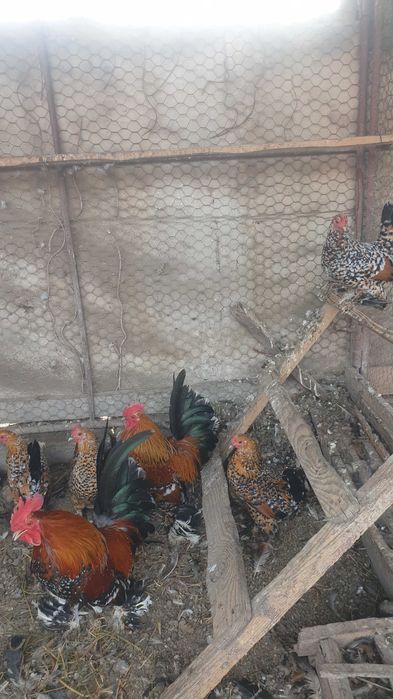 Găini mii de flori și ouă.