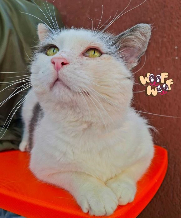 Adoptie motan alb castrat Martafoi, pt curte, se aduce in tara