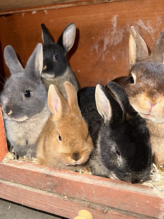 Iepuri netherland dwarf pitici