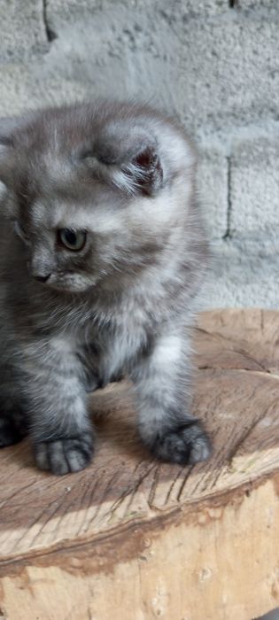 Продаю котенка, породы бретанец веслоухий,! Есть доставка платная.