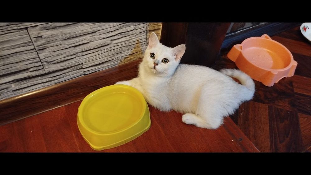 Шотландская серебристая шиншила