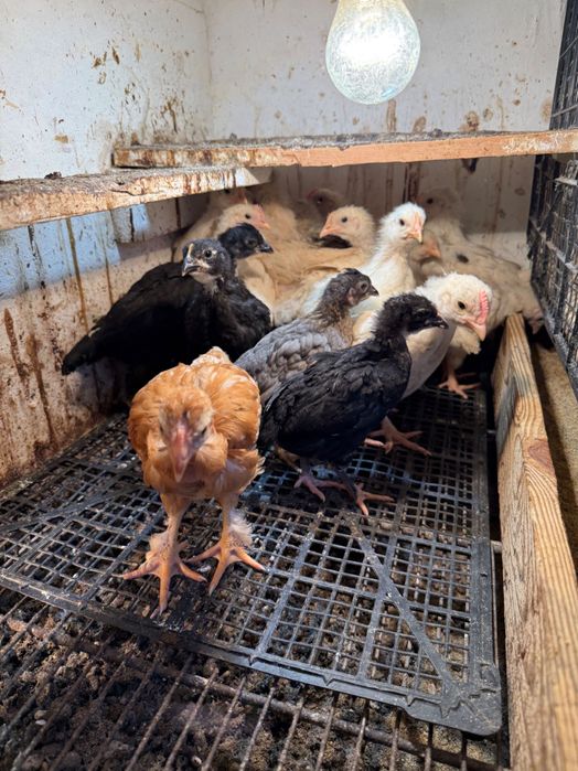 Домашно отгледани пилета и кокошки