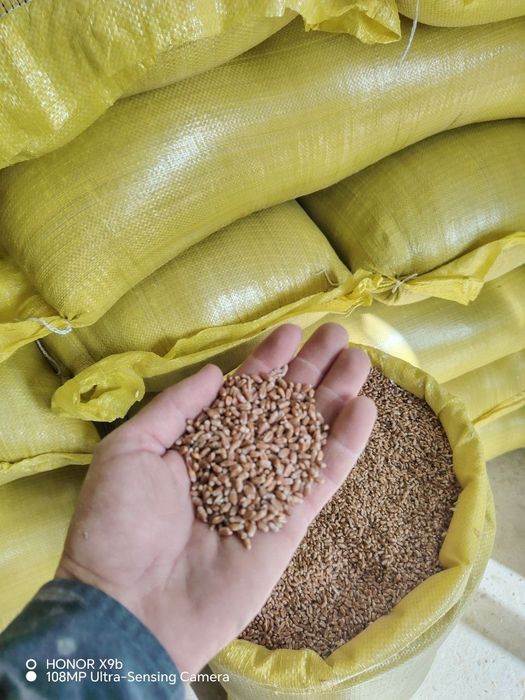 Bugdoy Optom бугдой оптом доставка