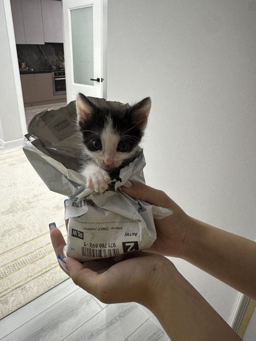 котенок в добрые руки