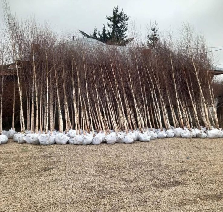 Copacii ornamentalii