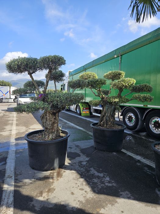 Palmierii 4/5m măslini bonsai transport gratuit
