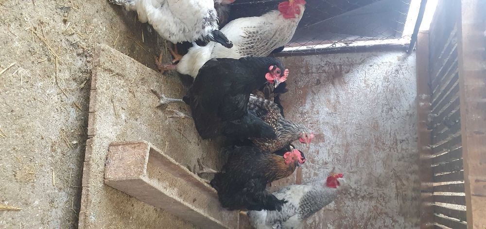 Ouă de găină pentru incubat