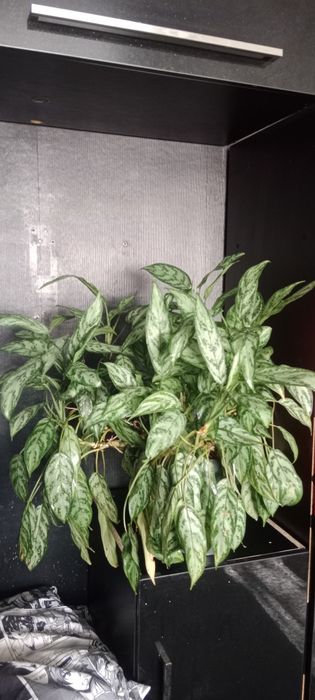 Комнатные цветы адаптированные